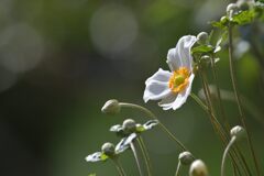 秋明菊咲く　　DSC_7210