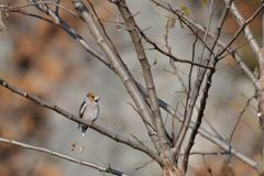 考える鳥　DSC_2988
