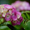 恵みの雨上がって　DSC_2420