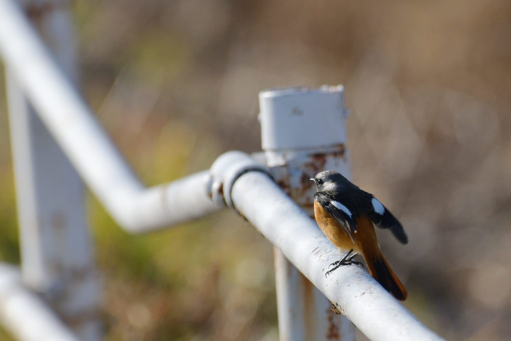 ジョウビタキ　DSC_3411