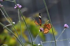 食事中の求愛　３　　　DSC_2207