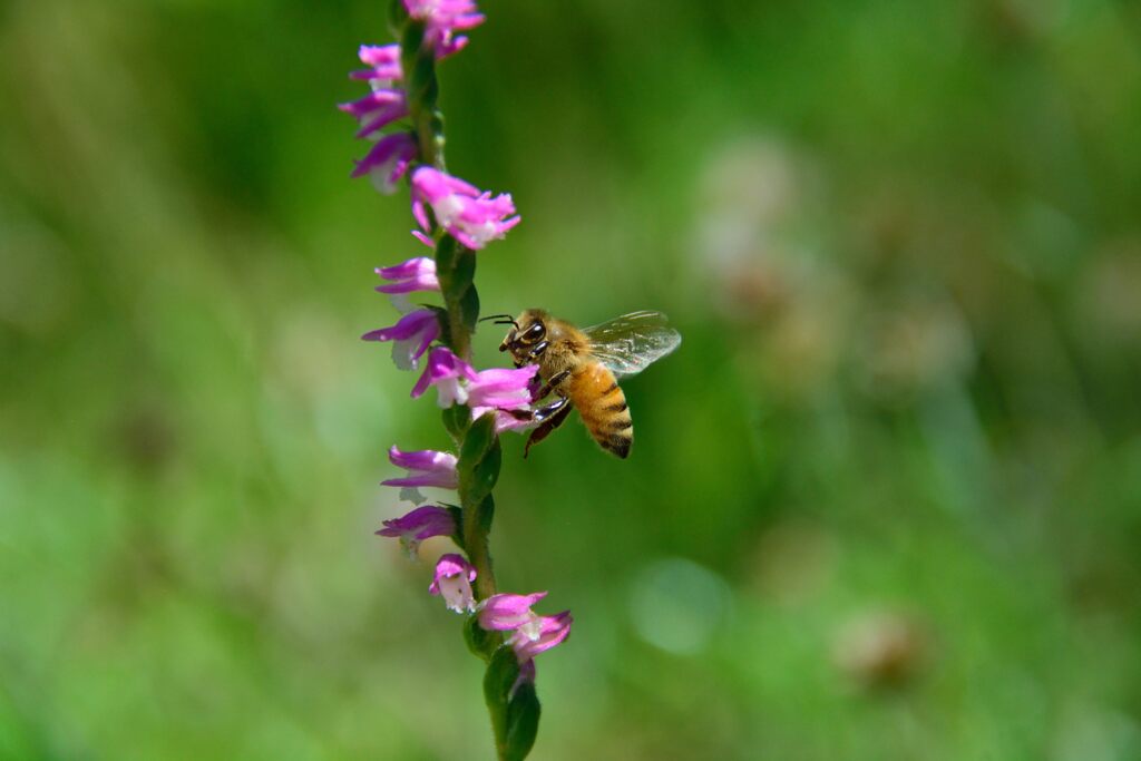 ネジバナにミツバチ　　DSC_4604