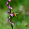 ネジバナにミツバチ　　DSC_4604