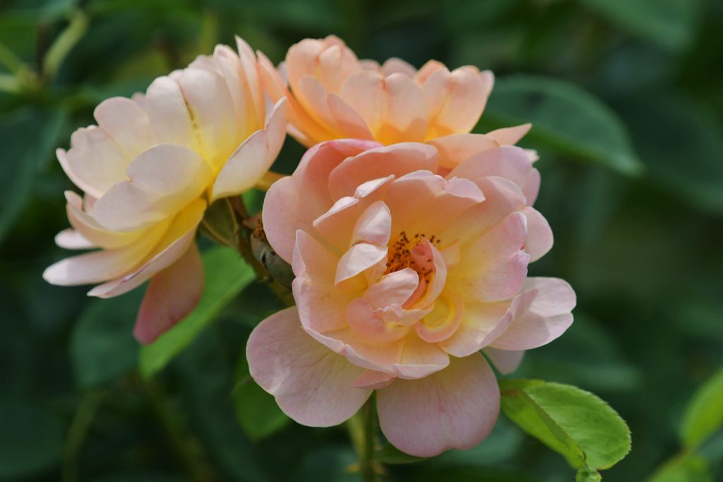 バラ散歩　５　DSC_0315