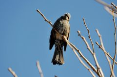 撮ってんの？　　DSC_9916