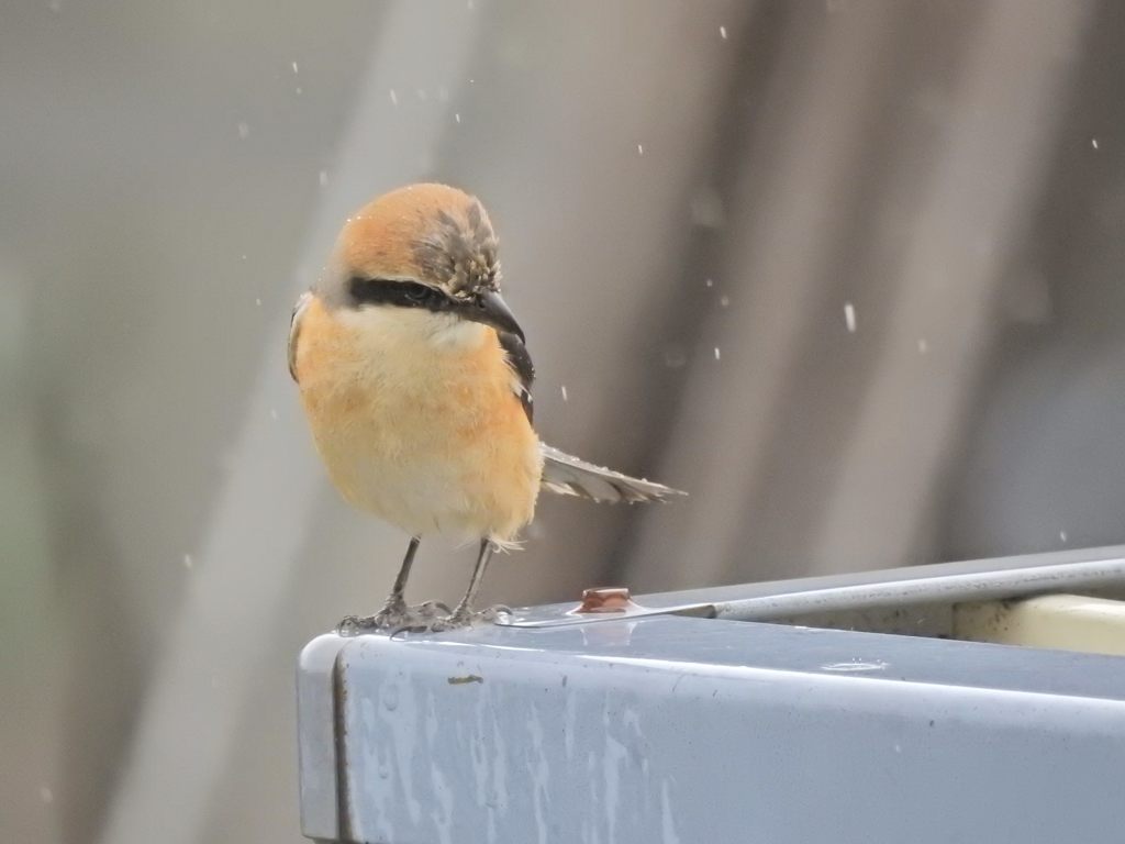 雨に濡れても　DSCN5457