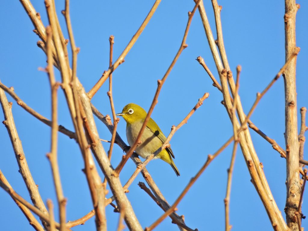 いつもの木に　DSCN1300