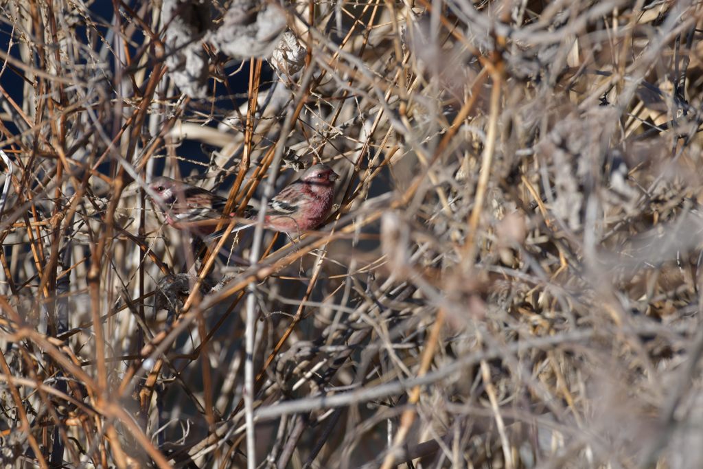 仲間も一緒！　DSC_4810