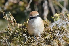 アイコンタクト　DSC_5084