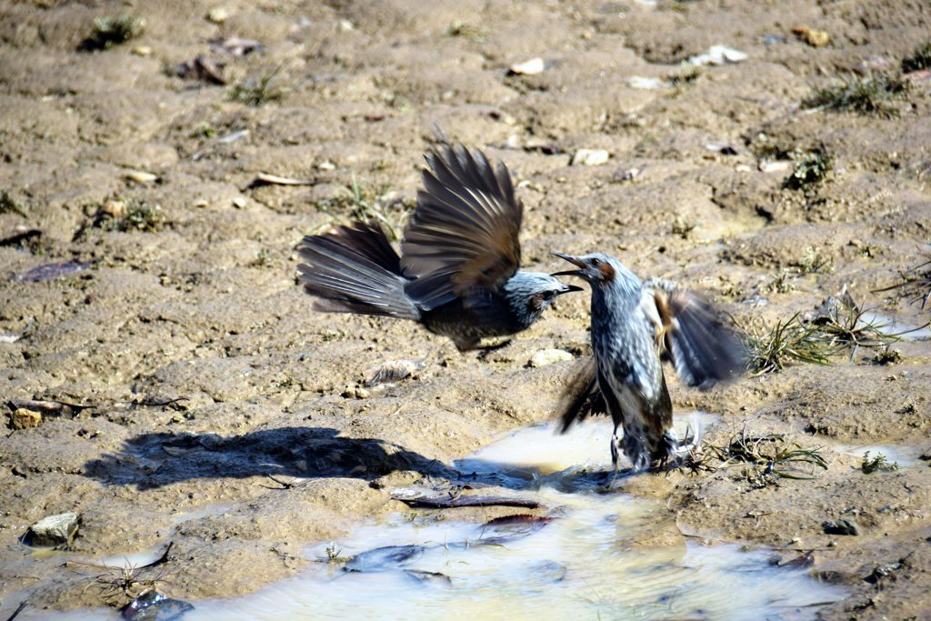 闘い　DSC_0563