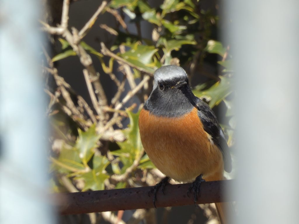 撮っているの？　DSCN2609