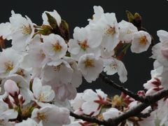 桜咲く　１　DSCN7299
