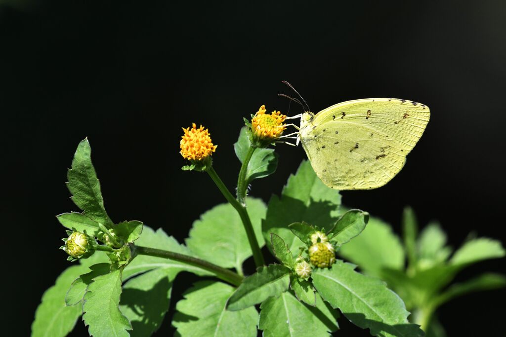 野の花にキタキチョウ　　DSC_2514