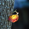 「小さい秋見つけた」　DSC_2411