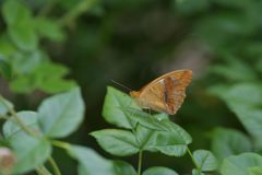 翅休めて　DSC_0297