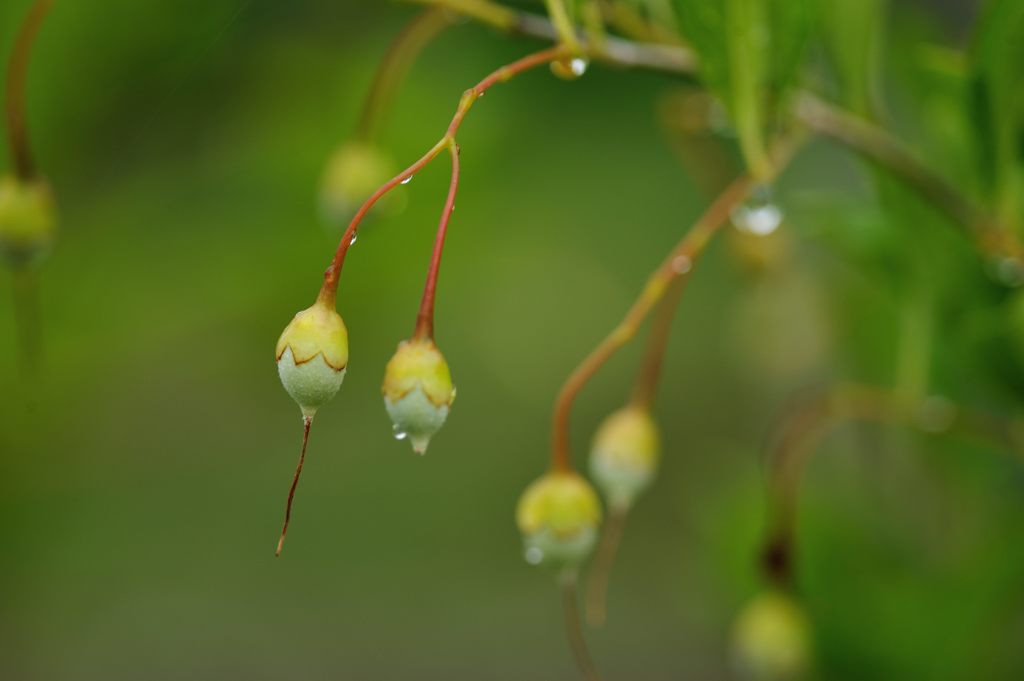 花の後に　DSC_2836