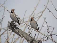 キレンジャク　DSCN3925