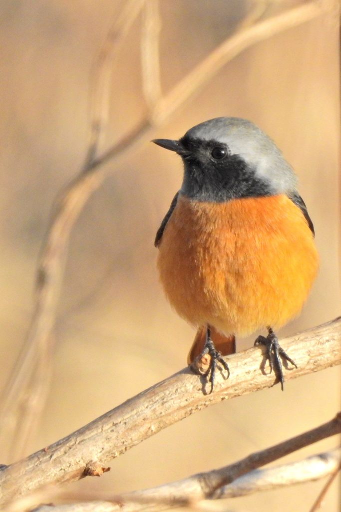 ジョウビタキのポートレイト　DSCN1834