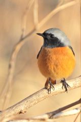 ジョウビタキのポートレイト　DSCN1834