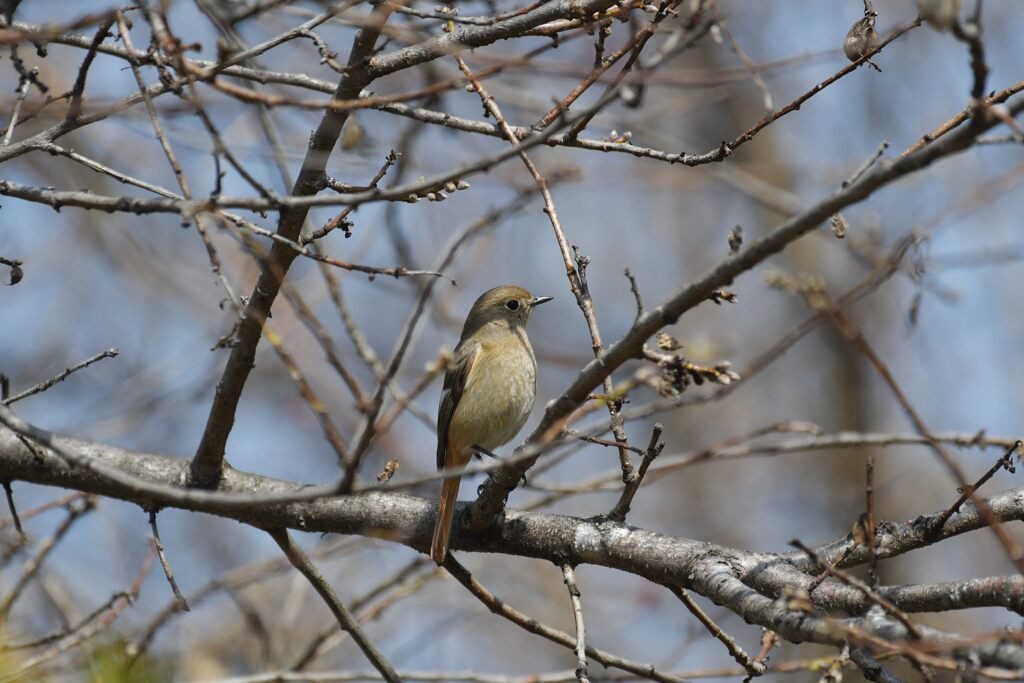 いつもの場所にて　　DSC_0347