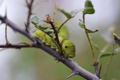 ナミアゲハの幼虫　３　DSC_4014