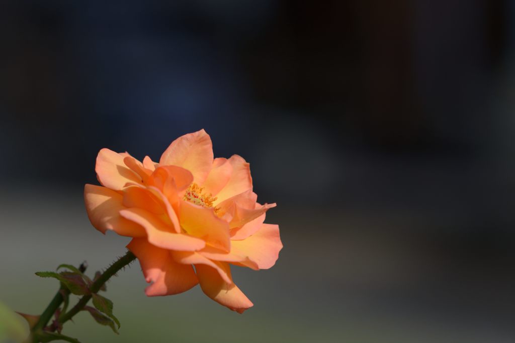 残り花　DSC_2224