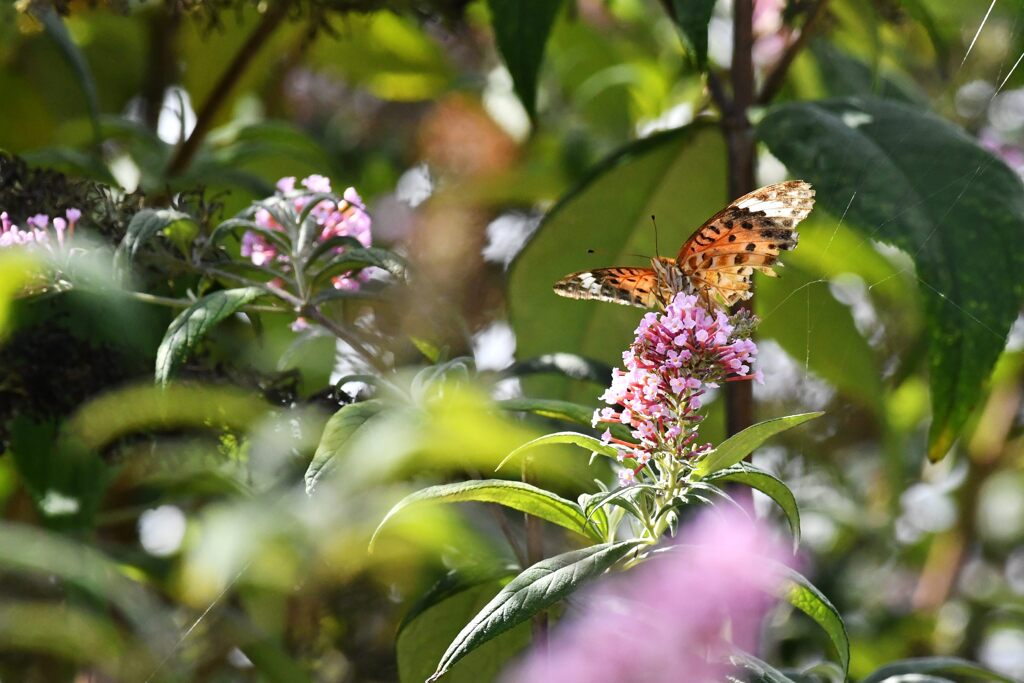ツマグロヒョウモン　　DSC_0728