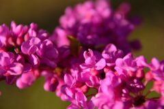 ハナズオウ　　DSC_6582