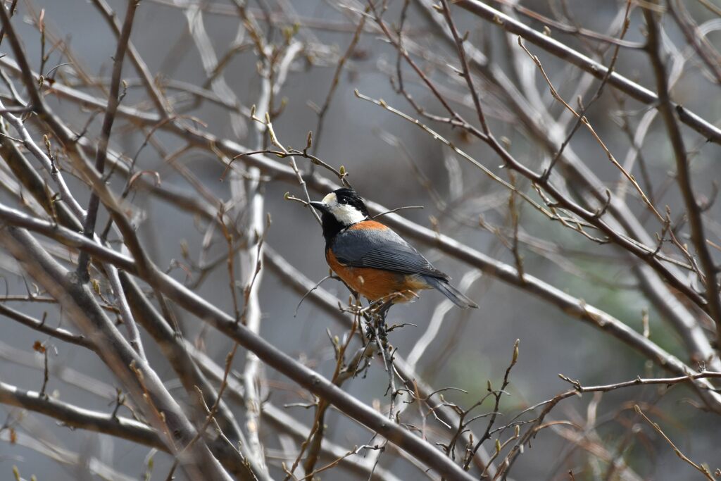 庭のヤマガラ　　DSC_6957