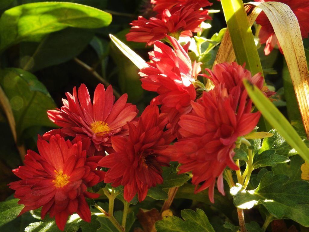 小菊　１　DSCN6828
