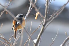 まん丸ジョビ太　　　DSC_5930