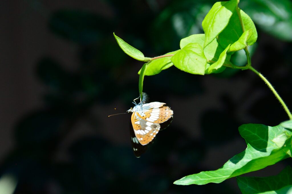 アサマイチモンジ　　　DSC_5697
