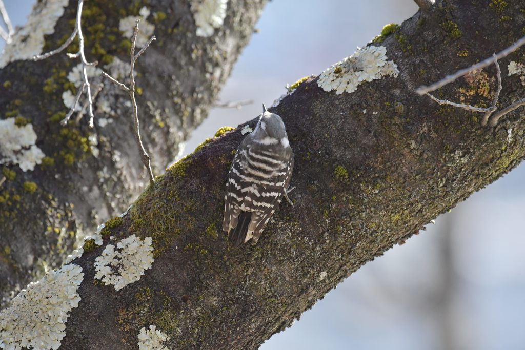 古木とコゲラ　DSC_6449