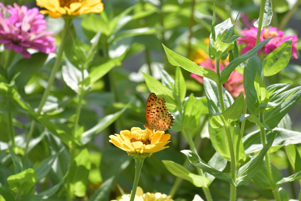 ヒャクニチソウに囲まれて　DSC_1190