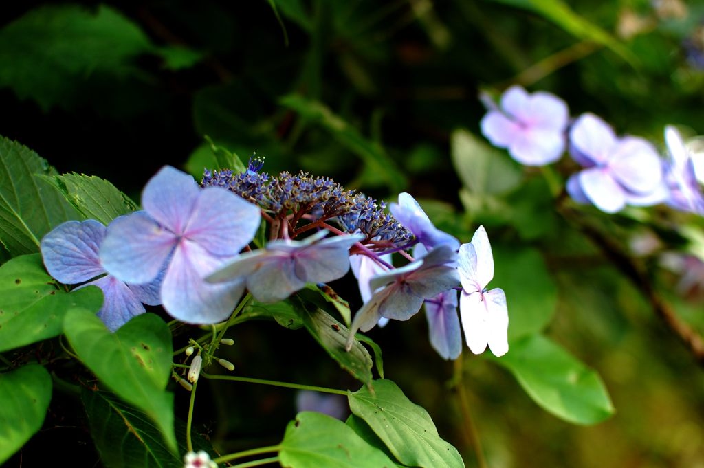 木陰のアジサイ　DSC_3372