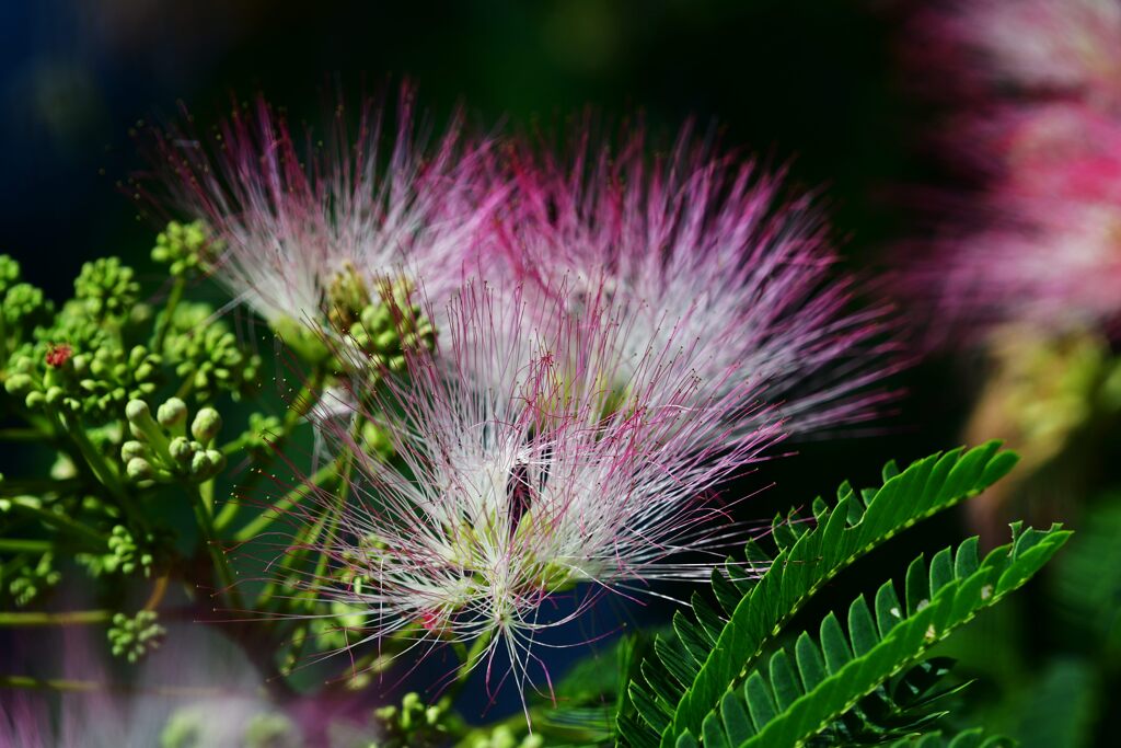 ネムノキ　２　　DSC_9978