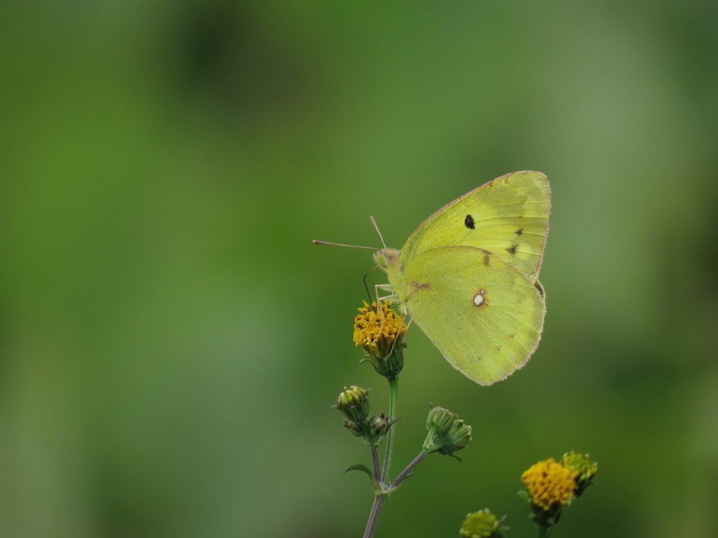 今日は空腹　 IMG_3518