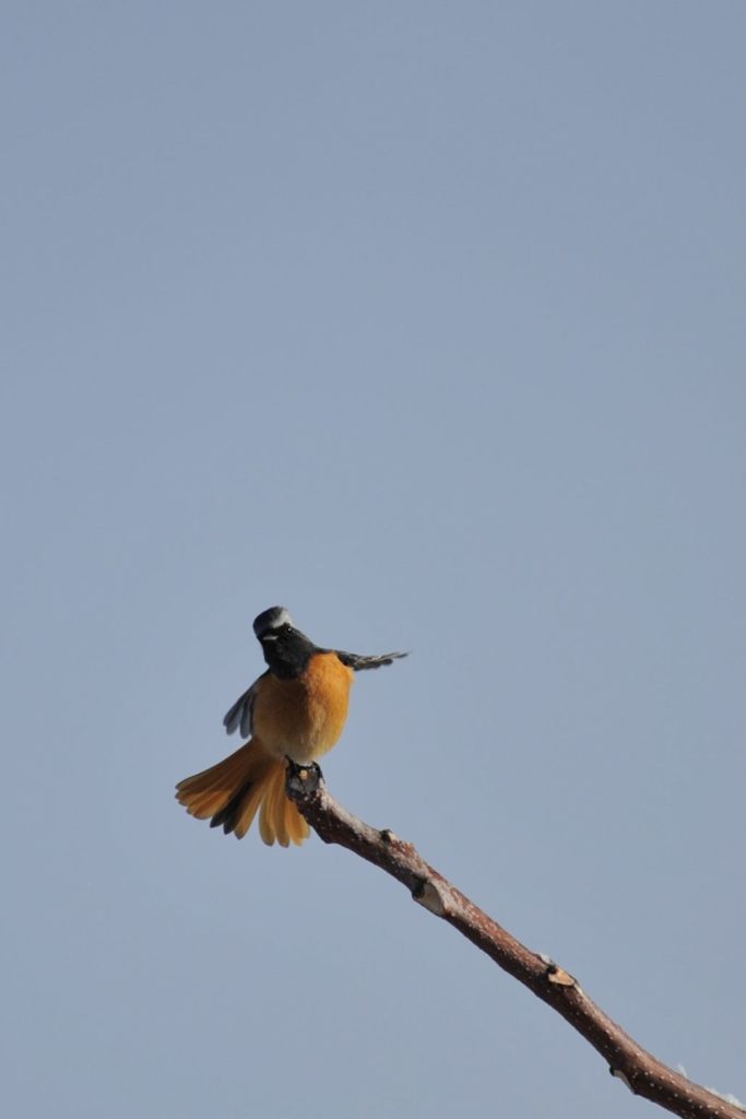 見てる？　　DSC_6241