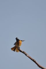 見てる？　　DSC_6241