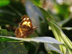 輝く翅　IMG_3940
