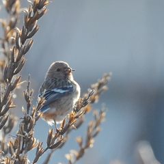 ほら、見て　　DSC_9411