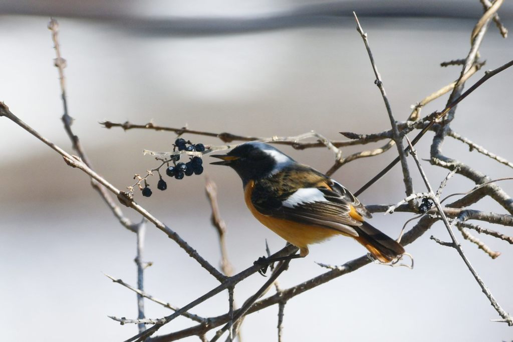 ジョビ君のお食事　DSC_5980