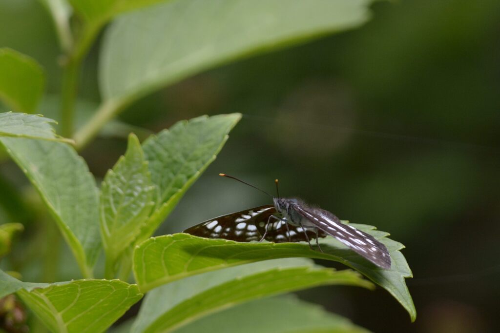 翅休めて　DSC_5634
