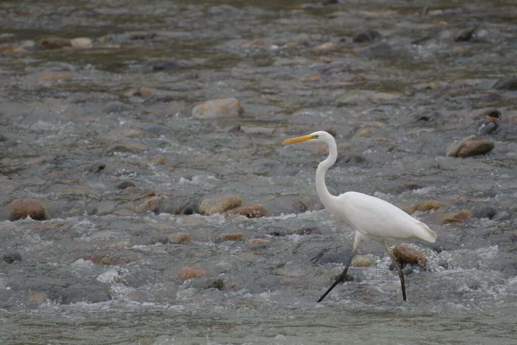 闊歩　DSC_4352