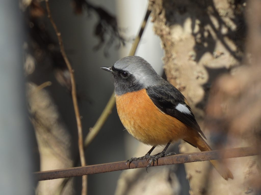 小首傾げて　DSCN2595