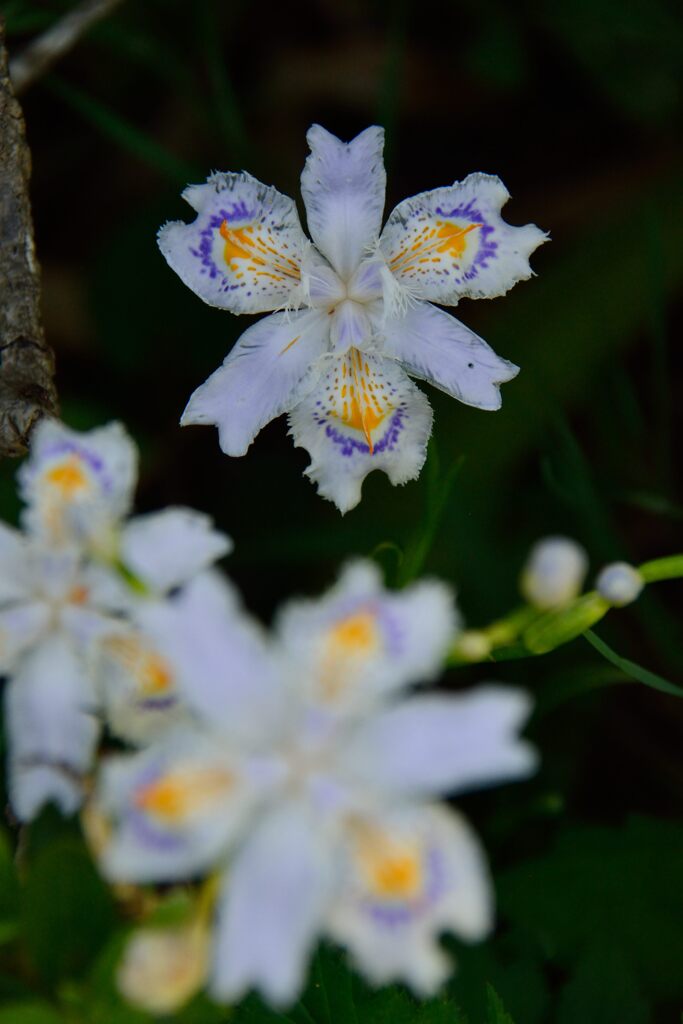 シャガ　　DSC_5434