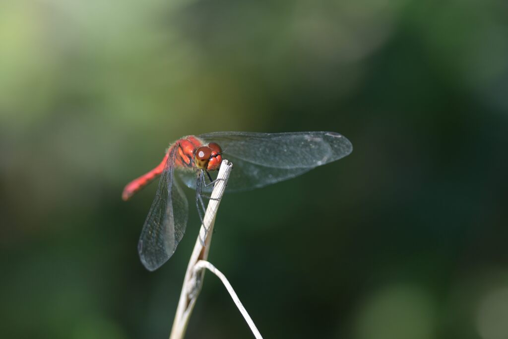 翅休めて　　DSC_1544