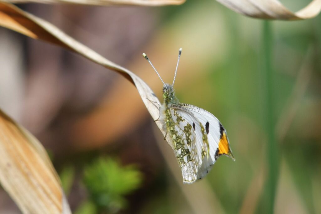 ツマキチョウ　　DSC_6173