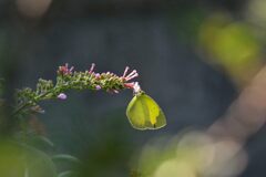 朝食の時間　　DSC_5033