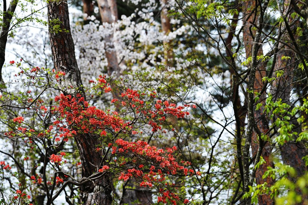 山ツツジ咲く～山桜に続いて～　DSC_2956